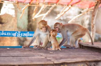 yangon mandalay river cruises 2